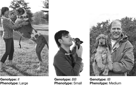 What type of inheritance pattern is indicated in the body size of the dogs shown below? How does this pattern differ from Mendelian traits?