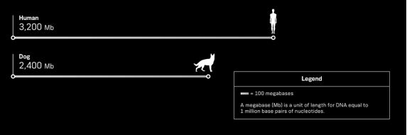 Up to 300 inherited diseases found in dogs are similar to human diseases.Based on the information shown below,why might it be easier to study the genetics of these diseases in dogs rather than in humans?