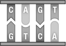 <strong>The figure below shows a short sequence of DNA.During DNA replication,the piece of DNA depicted in this figure will produce  </strong> A) one single-stranded molecule with the sequence CAGT. B) two single-stranded molecules with the sequence GTCA. C) one single-stranded molecule with the sequence CAGT and a separate single-stranded molecule with the sequence GTCA. D) two double-stranded molecules that look just like the figure. <div style=padding-top: 35px> 