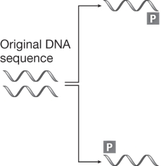 <strong>The figure below shows the first cycle in polymerase chain reaction (PCR).The structure marked P in this figure  </strong> A) represents the heat-tolerant DNA polymerase used in PCR to copy the gene of interest. B) represents a sequence of DNA complementary to parts of the gene being amplified that allows DNA polymerase to attach to the gene. C) indicates where on the DNA that DNA polymerase should terminate replication. D) indicates the location of the promoter for the gene being amplified. <div style=padding-top: 35px> 