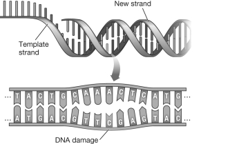 <strong>The figure below illustrates DNA undergoing replication.The region indicated by the arrow represents a  </strong> A) single base pair. B) mismatch error. C) mutation. D) transformation. <div style=padding-top: 35px> 