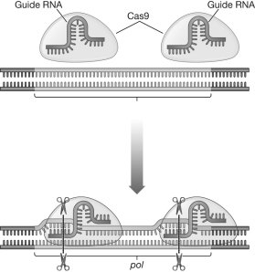 Using the figure below,describe how the two guide RNA molecules in the CRISPR-Cas9 system find the target DNA sequence.  <div style=padding-top: 35px> 