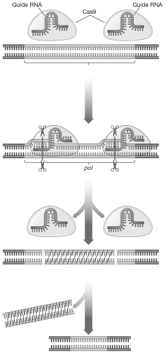 A scientist used CRISPR-Cas9 to inactivate the pol gene for DNA polymerase in the porcine endogenous retrovirus (PERV)sequences of a pig embryo.The resulting pig embryo cells were then placed in proximity of human cells,but there was no infection of the human cells by the PERVs.Why were the PERVs no longer able to infect the human cells?  <div style=padding-top: 35px> 