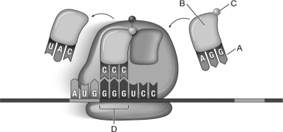 <strong>Which of the lettered arrows in the diagram below of translation indicates a codon? </strong> A) A B) B C) C D) D