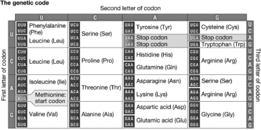 <strong>Which of the following codons codes for the same amino acid as the codon AGU? </strong> A) AGA B) CGU C) UCA D) GCU