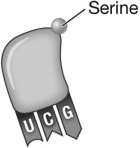 <strong>What is the sequence of the codon to which the transfer RNA shown in the following figure would bind during translation? </strong> A) UCG B) AGC C) TCC D) Serine