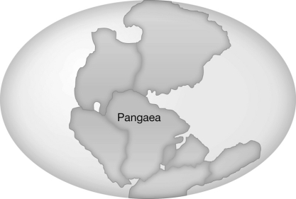 <strong>By 200 million years ago,parts of the supercontinent of Pangaea had begun to drift away from each other.Laurasia (North America and Eurasia)separated from Gondwanaland (South America,Africa,Antarctica,Australia,and India).Which of the following would you expect to find? </strong> A) Plants and animals (and fossils) in North America and Europe and Asia would be dramatically similar. B) There would be little resemblance between the fossils of plants and animals found in South America and Africa. C) There would be greater similarity between the plants and animals of Asia and Antarctica than between those of Asia and Europe. D) There would be less similarity between the plants and animal of North America and Europe than those between North America and India.
