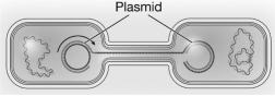 <strong>The following image is an example of </strong> A) gene transfer. B) genetic drift. C) natural selection. D) mutation.