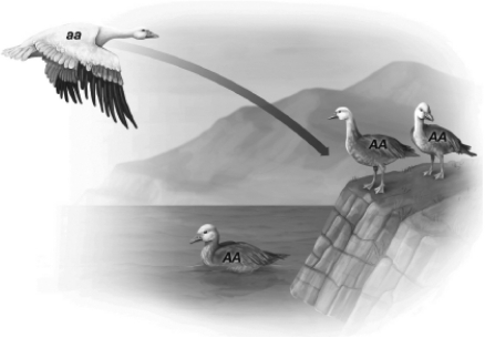 <strong>In the following figure,the flying bird moves permanently into the population shown on land.As a result,the allele frequency of A in the population changes from </strong> A) 1 to 0.75. B) 0 to 0.25. C) 0 to 0.75. D) 1 to 0.25.