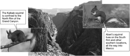 <strong>The two squirrel species shown in the figure below arose from the same ancestor.The Kaibab squirrel lives on the north rim of the Grand Canyon and the Abert's squirrel lives on the south rim.Which is the MOST likely explanation for their speciation? </strong> A) The population of ancestral squirrel occupied only one of the rims of the Grand Canyon. As the population grew, some members of the population crossed the Grand Canyon to form a new population. B) The population of the ancestral squirrel was split by the formation of the Grand Canyon. Since the habitats were different on each rim, the populations evolved differently and became reproductively isolated. C) When the Grand Canyon formed, competition for food and shelter became fierce. The two species arose through sympatric speciation as some individuals gathered food on the north rim rather than on the south rim. D) The ancestral squirrel was actually a hybrid of two squirrel species. When the populations were separated and could no longer mate, the characteristics of the two species became more obvious.