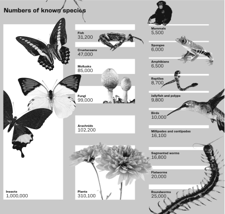 There are approximately 8.74 million eukaryotic species on Earth.Of the groups shown in the infographic below,________ make up approximately 11 percent of the known species.