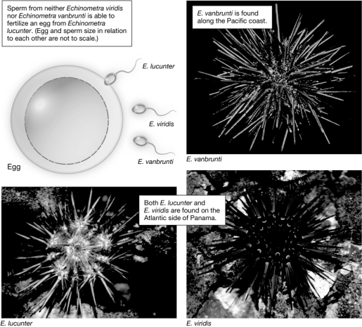 Of the three species of sea urchins shown,one species is considered allopatric with Echinometra lucunter and the other is considered sympatric with E.lucunter.Name the allopatric species and identify one factor that may have led to speciation between E.lucunter and the allopatric species.Next,name the sympatric species and identify one factor that may have led to speciation between E.lucunter and the sympatric species.