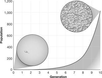 <strong>As shown in the figure below,a single bacterium has a generation time of 10 minutes.Approximately how much time will have passed when the population is 100 cells? </strong> A) 20 minutes B) 50 minutes C) 70 minutes D) 100 minutes