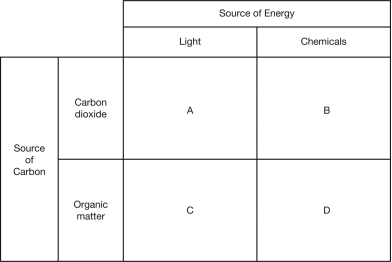 <strong>A photosynthetic,autotrophic prokaryote fits in the category represented by the letter ________ in the figure below. </strong> A) A B) B C) C D) D
