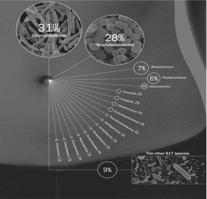<strong>The belly button project has used citizen scientists to collect information about the prevalence of different belly button species.Using the graphic shown below,determine species abundance from most abundant to least abundant. </strong> A) Staphylococcaceae, Porphyromonos, Corynebacterium, Anaerococcus B) Porphyromonos, Anaerococcus, Staphylococcaceae, Corynebacterium C) Corynebacterium, Staphylococcaceae, Anaerococcus, Porphyromonos D) Anaerococcus, Porphyromonos, Corynebacterium, Staphylococcaceae