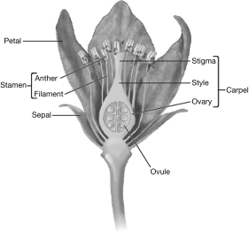 <strong>Flowers enhance sexual reproduction in plants by providing an avenue for male gametes to unite with female gametes.The drawing below illustrates that the ________ bears the female gamete and the ________ will develop into the fruit. </strong> A) anther; ovule B) stamen; ovary C) carpel; anther D) ovule; ovary