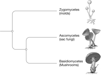 <strong>According to the phylogenetic tree shown below, </strong> A) ascomycetes are more closely related to zygomycetes than they are to basidiomycetes. B) basidomycetes are more closely related to zygomycetes than they are to ascomycetes. C) zygomycetes are more closely related to basidiomycetes than they are to ascomycetes. D) zygomycetes have an equally close relationship to basidiomycetes and ascomycetes.
