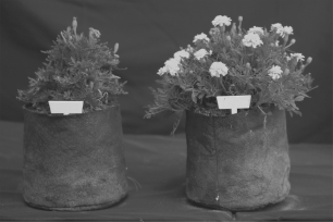 <strong>In the photo below,the plant on the ________ is most likely to be host to mycorrhizal fungi because the ________. </strong> A) left; fungi are obviously stunting its growth B) right; mycelial mat of the fungus is enhancing the supply of water and essential minerals to the plant C) right; mycelial mat of the fungus is photosynthesizing sugars to provide the plant with energy D) left; mycelial mat of the fungus is photosynthesizing toxic sugars and pulling in minerals that are harming the plant