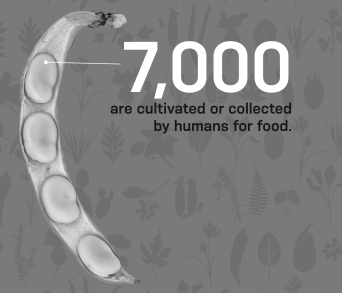 <strong>Many of the 7,000 crops cultivated or collected by humans for food contain seeds encased in a fruit like the one seen in the image below.These types of crops are ________ in kingdom ________. </strong> A) angiosperms; Plantae B) angiosperms; Protista C) gymnosperms; Plantae D) gymnosperms; Protista