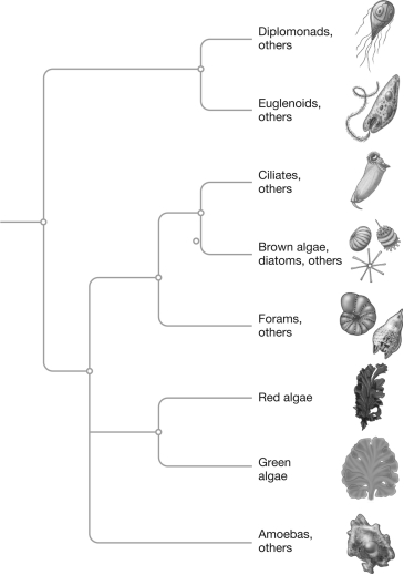 Examine the phylogenetic tree below and explain whether the red,green,and brown algae are equally related and why.