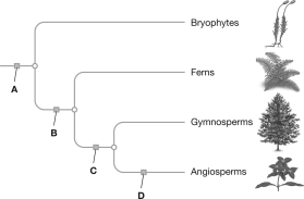 MATCHING Match each correct evolutionary trait to the indicated box. a.A b.B c.C d.D vascular tissue evolves