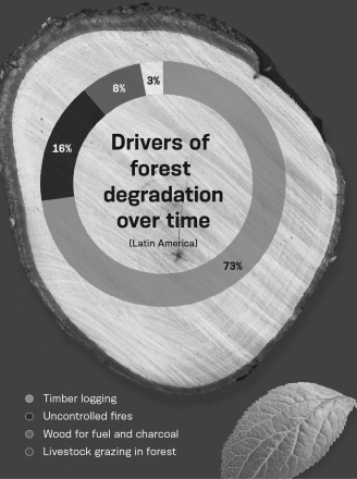 <strong>According to the infographic below,which of the following activities would have the LEAST impact on preventing forest degradation in Latin America? </strong> A) reducing timber logging B) increasing fire suppression C) finding alternative fuel sources D) prohibiting the use of forests for livestock grazing