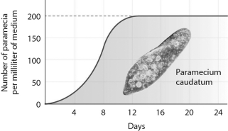 <strong>The graph below shows the growth of a population of Paramecium caudatum.The greatest amount of daily growth occurred when the population was at approximately ________ percent of its carrying capacity.  </strong> A) 10 B) 25 C) 50 D) 100 <div style=padding-top: 35px> 