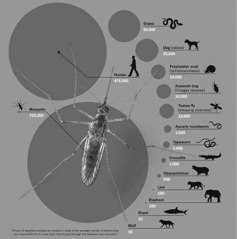 Your friend is planning a trip to Africa.She mentions to you that that she is more worried about contracting sleeping sickness than she is worried about contracting mosquito-transmitted malaria after watching a TV show highlighting sleeping sickness.Based on the image below indicating the rank of the 15 deadliest animals,is her fear fact-based?  <div style=padding-top: 35px> 