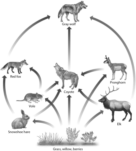 <strong>Study the food web shown below.What would be a reasonable outcome following the complete disappearance of wolves? </strong> A) Coyotes may decline because they eat wolves. B) Coyotes may increase because one of their primary predators is gone. C) Grass, willow, and berries will increase as more elk become available. D) Voles may decline as coyotes become less abundant.