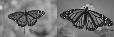 <strong>The photograph shown below depicts two brightly colored butterfly species,the monarch on the right and its mimic,the viceroy,on the left.The mimicry by the viceroy allows it to </strong> A) exploit food resources otherwise available only to monarchs. B) find mates among available monarchs. C) avoid predation because the monarch will make the birds vomit. D) find locations for laying eggs that are only available to monarchs.