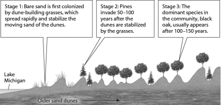 <strong>The figure shown below illustrates how,although pines first established themselves as the dominant tree in the Lake Michigan sand dune community,black oaks ultimately become the dominant species.What best explains the gradual reduction of the pine? </strong> A) Oaks trap sand, causing the dune to level out; pines can only survive in the low, protected areas between the dunes. B) Pine needles and the shade from existing pines improve the soil composition and moisture, allowing oaks to become established and preventing new pines from surviving. C) Pines replace the grasses, but this destabilizes the dune and increases the amount of moving sand. The loss of pines is not related to the presence of the oaks. D) Oak seeds were always present in the sand; they simply require more time to germinate.