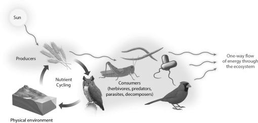 <strong>In the diagram below,how do nutrient and energy flow differ? </strong> A) Energy flow is one-way, whereas nutrients are recycled. B) Energy is recycled, whereas nutrient flow is one-way. C) Only about 10 percent of energy flows from trophic level to trophic level. Nutrient flow is 100 percent from trophic level to trophic level. D) Energy flows only to primary producers and decomposers, whereas nutrients flow only to secondary consumers and decomposers.