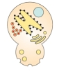 Given the wild type (normal)yeast on the left and the mutant yeast on the right,identify the defective phenotype for the mutant.