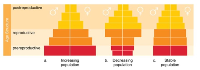<strong>In European countries such as Italy, people are delaying childbirth and/or choosing to have no children or only one child. Which of the following age structure diagrams illustrates this type of trend? </strong> A) increasing population B) decreasing population C) stable population D) This trend is not depicted in these diagrams.