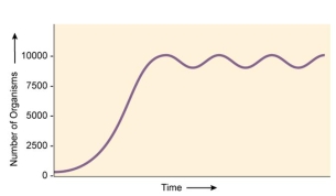 <strong>What is the carrying capacity for the population of beetles indicated by the graph? </strong> A) ~ 5,000 B) ~ 10,000 C) ~ 100,000 D) ~ 2,500 E) cannot be determined from the graph