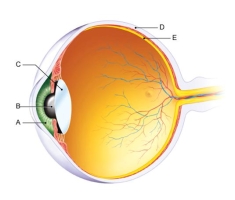In the figure shown here, which of the following is the sclera?