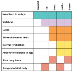 <strong>Which of the following statements is true about the shown cladogram and the characters used to derive it? </strong> A) Three-chambered heart is the most inclusive character on the cladogram. B) The snake and lizard share a common ancestor that does not have the characters internal fertilization or amniotic membrane in egg. C) The character notochord in embryo is not shared by the common ancestor to all of the organisms on the cladogram. D) The two organisms furthest from each other on the cladogram share only two common characters. E) The character long cylindrical body is useful in placing the snake and eel into the cladogram. It can be seen that an earlier common ancestor to the snake and lizard, also shared with the newt, did not possess the characters internal fertilization or amniotic membrane in egg.