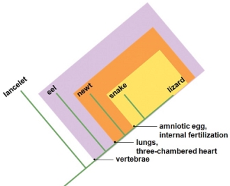 <strong>Which of the following statements is true about the shown cladogram and the characters used to derive it? </strong> A) Three-chambered heart is the most inclusive character on the cladogram. B) The snake and lizard share a common ancestor that does not have the characters internal fertilization or amniotic membrane in egg. C) The character notochord in embryo is not shared by the common ancestor to all of the organisms on the cladogram. D) The two organisms furthest from each other on the cladogram share only two common characters. E) The character long cylindrical body is useful in placing the snake and eel into the cladogram. It can be seen that an earlier common ancestor to the snake and lizard, also shared with the newt, did not possess the characters internal fertilization or amniotic membrane in egg.