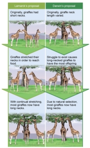 <strong>Interpreting this figure, which of the following is a similarity between Lamarck's proposal for evolution and Darwin's proposal? </strong> A) Both scenarios begin with a population of giraffes that contains variation. B) Both scenarios expose the giraffes to an environmental pressure or challenge). C) Both scenarios involve only an individual, not a population. D) Both scenarios involve differential reproductive success. E) Both scenarios involve giraffes of equal fitness.