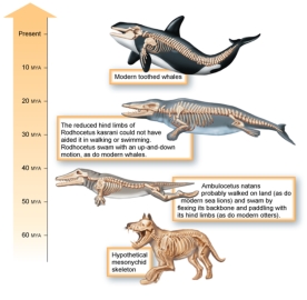 <strong>Refer to the figure shown here. Which of the following would not have been a selective agent or pressure that could lead to the reduction in hindlimbs through time? </strong> A) The animal's body size was too heavy to support the weight on land and hindlimbs were no longer useful. B) More emphasis was placed on flexing the backbone than on paddling with hindlimbs for swimming. C) Appendages cause resistance, or drag, when moving through water. D) Before moving into the ocean, smaller legs were advantageous to escaping predators on land. E) With the increased size of the tail and its use in swimming, the hindlimbs were not as necessary.