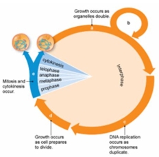 <strong>Refer to the figure below. Differentiated cells, such as nerve cells, would be in which of the following stages of the cell cycle? </strong> A) a B) b C) c D) d E) e
