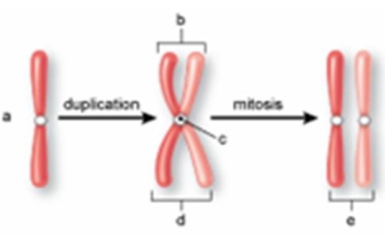 <strong>The structure labeled c in the following figure is called the </strong> A) centromere. B) centriole. C) sister chromatid. D) spindle. E) non-sister chromatid.