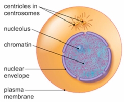 <strong>The figure below shows a cell in which stage of the cell cycle? </strong> A) anaphase B) interphase C) metaphase D) prophase E) telophase