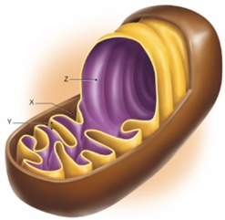 <strong>In Figure 7.1, part Y represents which part of a mitochondrion? </strong> A) outer mitochondrial membrane B) cristae C) mitochondrial matrix D) intermembrane space E) thylakoids