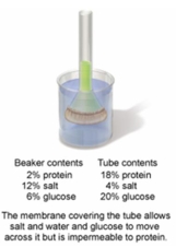 <strong>In the setup shown in the figure below, which of the following statements would describe what would be observed after 12 hours of time have elapsed? </strong> A) The level of the solution in the tube would rise because there are now more dissolved solutes present in the beaker than in the tube. B) The level of the solution in the tube would lower because the glucose and salt would move into the tube. C) The level of the solution in the tube would rise because there are now more dissolved solutes in the tube than the beaker. D) The level of the solution would not change as the membrane prohibits any exchange between the tube and the beaker. E) The level of solution in the tube would see no change because the solute levels are equal on both sides.