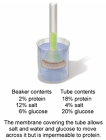 <strong>In the setup shown in the figure below, which of the following statements would describe the conditions observed after 12 hours of time have elapsed? </strong> A) The beaker contents will be hypertonic to the tube contents. B) The tube contents will be hypertonic to the beaker contents. C) The beaker and tube contents are isotonic to each other. D) The beaker contents will be hypotonic to the tube contents. E) The beaker contents and the tube contents will not have changed at all.