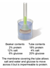 <strong>In the setup shown in the figure below, which process allows the water to move across the membrane? </strong> A) osmosis B) active transport C) phagocytosis D) facilitated diffusion E) passive transport