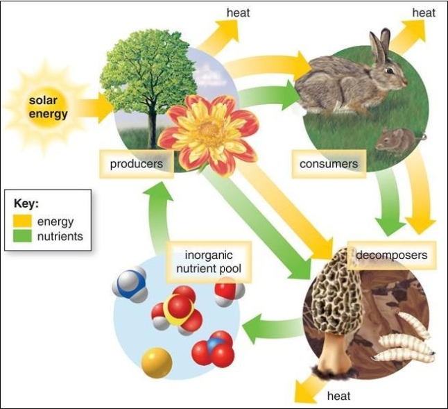 <strong>Refer to the figure below. How many different kingdoms are represented in this figure? </strong> A) 1 B) 2 C) 3 D) 4 E) 5
