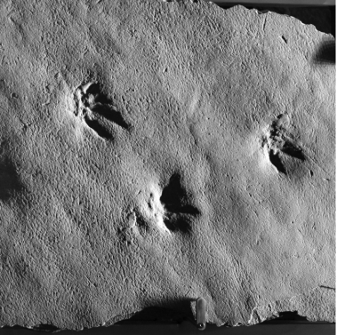 <strong>What type of fossil is shown in the picture? </strong> A) body fossil B) trace fossil C) permineralized fossil D) cast fossil