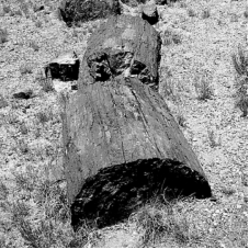 <strong>The following is an example of what type of fossil? </strong> A) trace fossil B) permineralized organism C) carbonized impression D) mold or cast fossil